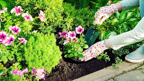 This image shows a gardener wearing gardening gloves using a hand trowel to plant a flower in some soil.