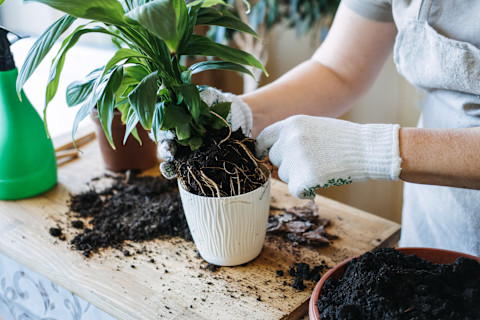 repotting-plant