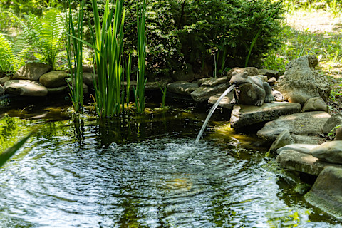 A charming small garden pond with a frog-shaped fountain, surrounded by lush greenery. The fountain features water gently flowing from the frog's mouth, creating a tranquil and decorative outdoor setting.