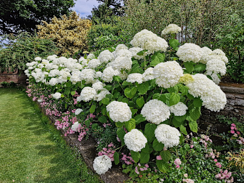white-hydrangeas