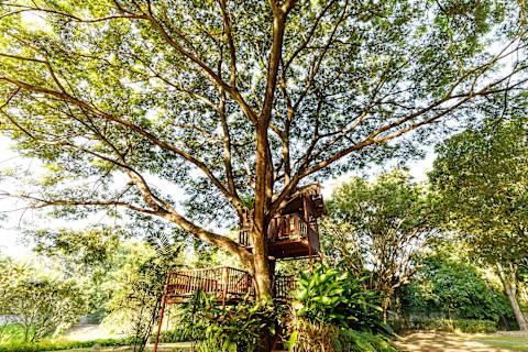 A treehouse handing on a big tree.