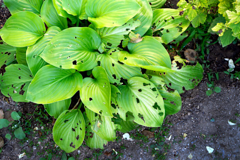 damaged-plant-leaves