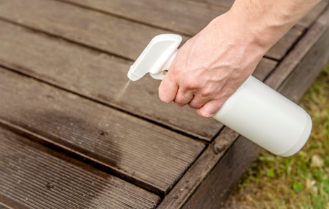 Get rid of ants 4