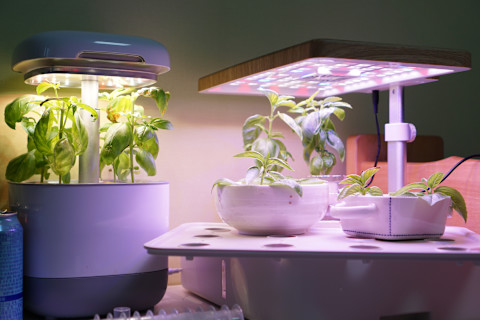 hydroponic-plant-growing
