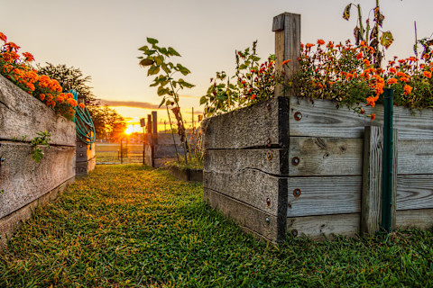 A close up of wooden-bordered raised beds in a domestic garden. Orange flowers spill out of the raised beds. The setting sun is visible in the background, against a purple sky.