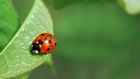 Organic gardening 3