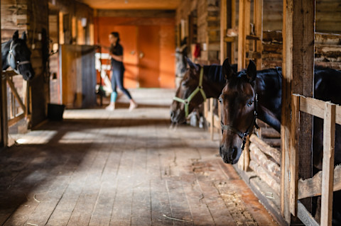The image shows the interior of a rustic wooden stable with horses peeking out of their stalls. The scene is warmly lit with natural light coming through small windows, casting soft shadows on the wooden floor. In the foreground, a dark brown horse with a halter is visible, curiously looking towards the camera. To the right, another horse with a green halter is also visible. In the background, a person is slightly blurred, walking through the stable, contributing to the calm and tranquil atmosphere. The overall setting suggests a serene environment in a well-kept barn.