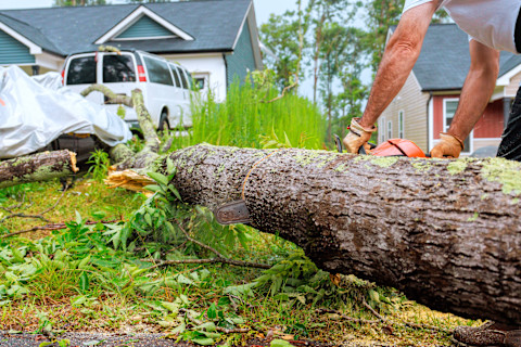 Tree removal 1