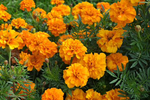 How to make flower bed 2