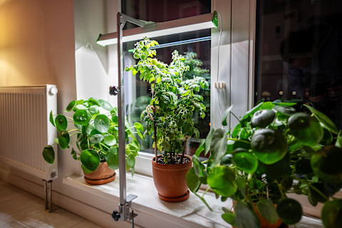 Indoor garden ideas 3