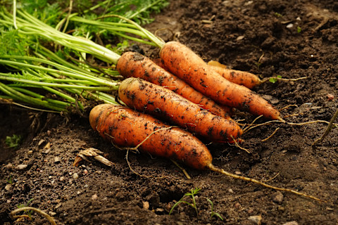 fresh-carrots