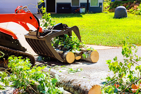 A man is removing a tree