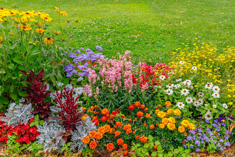 A range of different types of flowers in multiple colours, planted in the border of a lawn