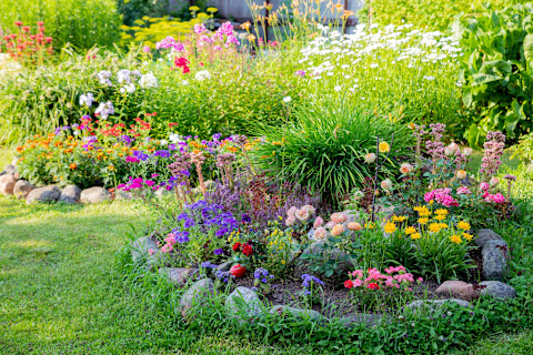 Flowers for garden 3