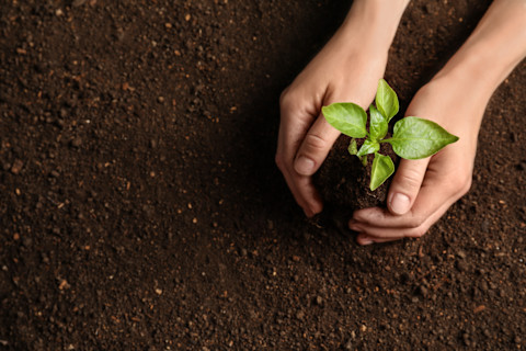 Woman holding green seedling on soil
