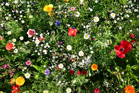 A close up of a flower bed full of colourful, fully grown flowers, lit up by summer sun. Flowers growing include poppies, daisies, and buttercups, with splashes of oranges, reds, yellows, pinks, and white against the green background of their stems and other plant life.