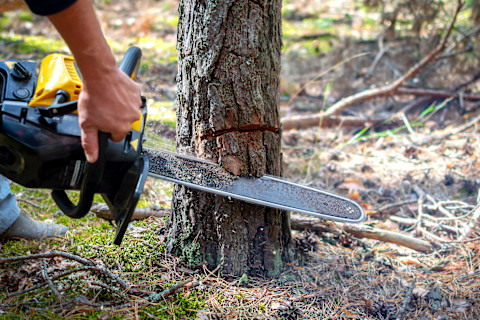 sawing-young-tree