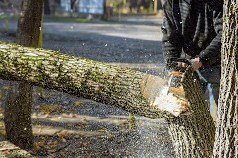 Professional cuts down a tree with a machine.