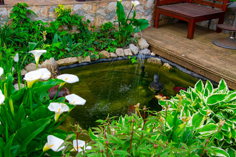 garden pond 2