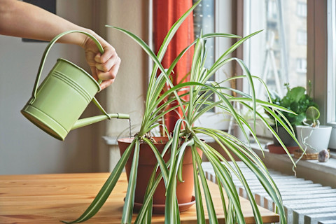 watering-plant