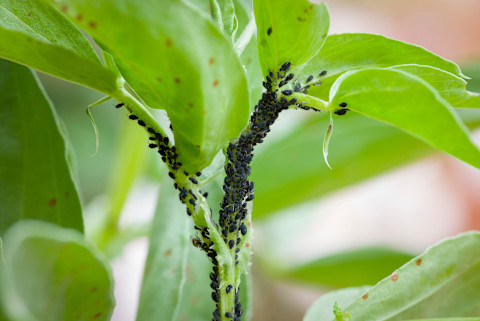 Garden Pest 2