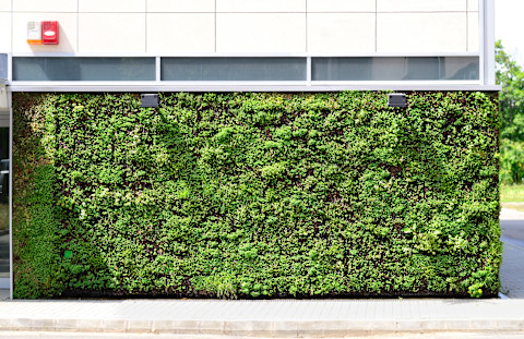 This image shows a flourishing green living wall on the side of a commercial establishment. The sun is shining directly on the greenery.