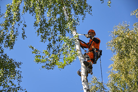 Tree surgeon 1