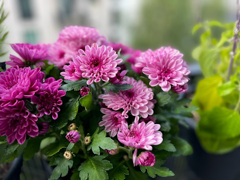 Pink-chrysanthemums 