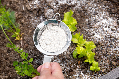 Get rid of ants 2