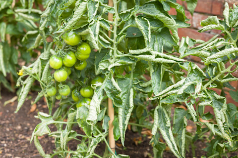 Plant diseases 2