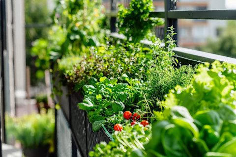 Low maintenance garden 3