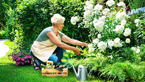 garden for begginers 2