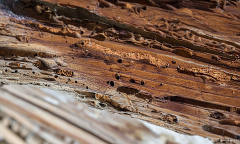 A house is affected by a woodworm infestation.