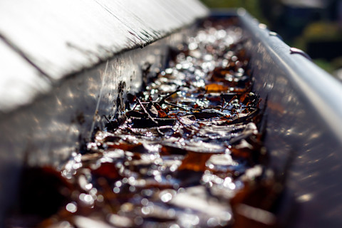 A portrait of the inside of a cluttered gutter of a slate roof. The gutter is full of leaves fallen during autumn clogging the exit for the water.