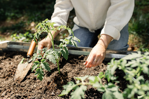 planting-vegetable
