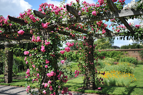 Planting climbing vines 2
