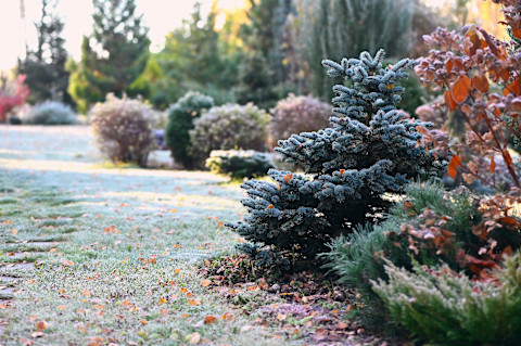 This image shows a garden in the winter with frost on the evergreen shrubs and lawn under soft natural light.