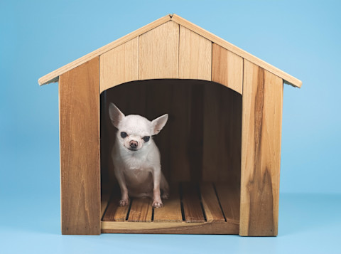 A small dog sitting inside a wooden dog house.