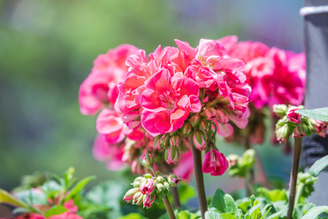 pink-geranium