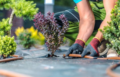 A landscaper installing drip irrigation services in a garden.