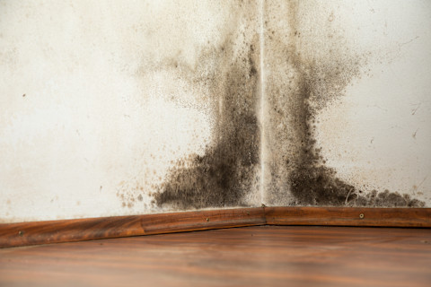 Black mould buildup in the corner of an old house.