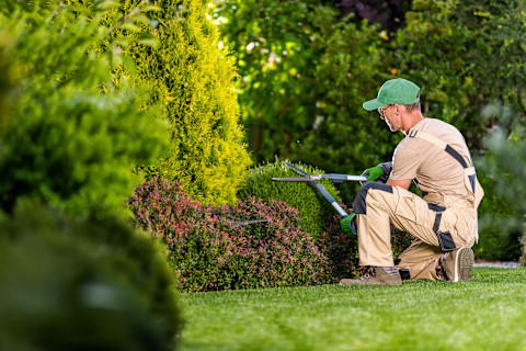 person gardening