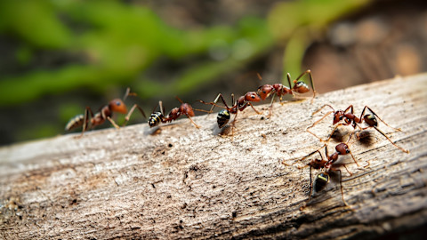 This image shows a close up of a colony of ants walking in a line along a weathered log in a garden or forest.