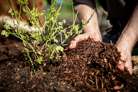 adding-mulch-to-plant