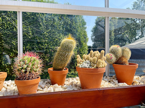 cacti-on-windowsill