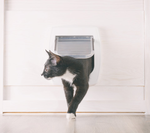 Cat flap 2
