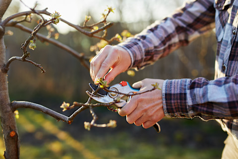 A male gardener wearing a dark check shirt uses pruning shears to prune dead twigs from a tree in winter. Blurred in the background is a pathway of grass, lightly illuminated by sunshine.