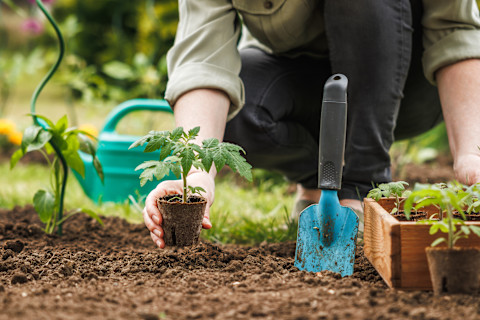 Planting in the summer