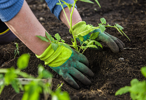 A person wearing green gardening gloves planting up seedlings in soil in a garden