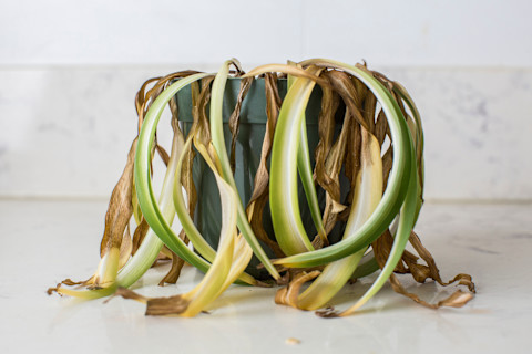 dead-houseplant